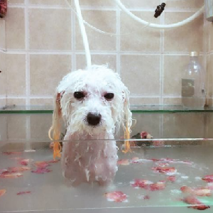 狗道宠物洗澡