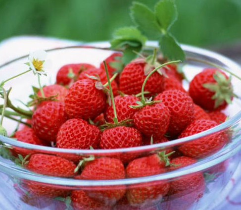 小熊水果草莓