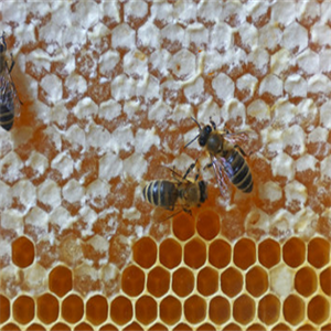 鸿香种蜂场蜂蜜