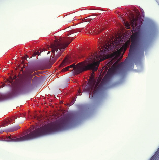 潜江油焖龙虾健康
