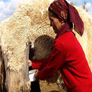 以巴特新疆骆驼奶