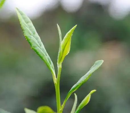 兴溪茶业品质