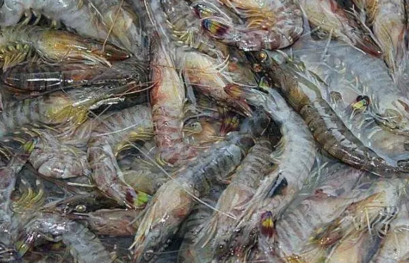 对虾养殖品质