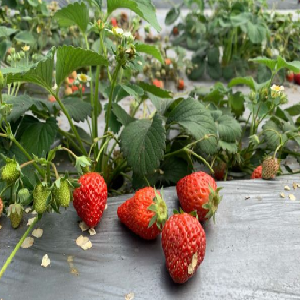 渔耕田农场草莓
