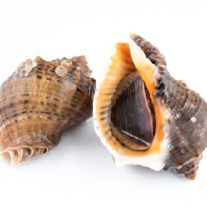 贝壳生鲜超市海螺