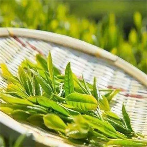 茶业品牌绿茶