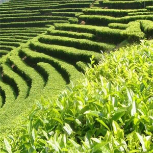 瑞芳茶叶种植