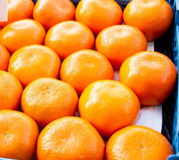 富士水果橘子