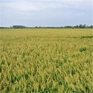 昊王米业质量