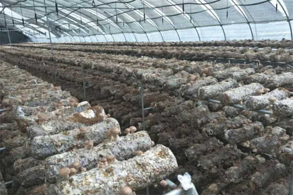 香菇合作社种植大棚