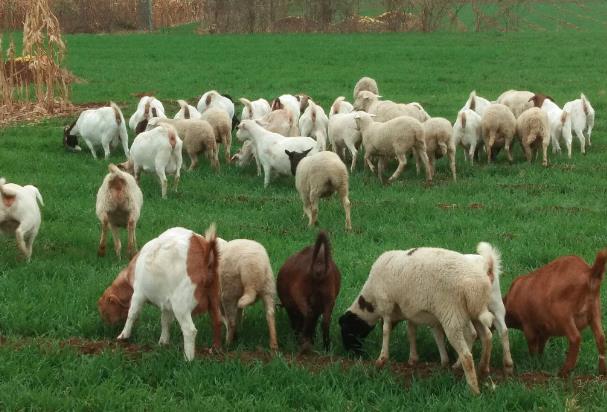 养五十只羊一年多少草料