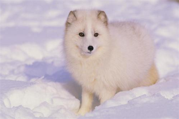 北极狐饲养加盟