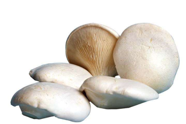 冀宇贸易蘑菇
