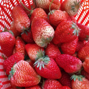 旺盛草莓水果