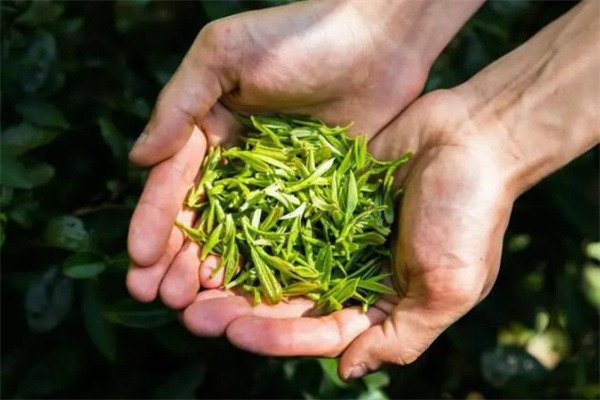 银溪绿茶茶叶风味
