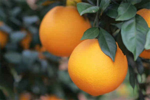 飞龙果业橙子