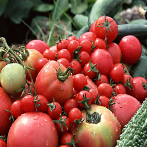农八师142团食品西红柿