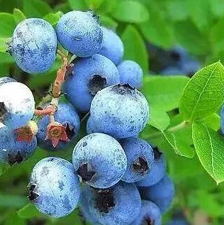 银丰水果蓝莓