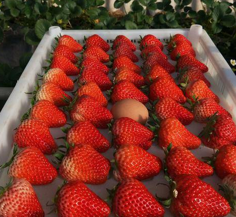 玉龙草莓