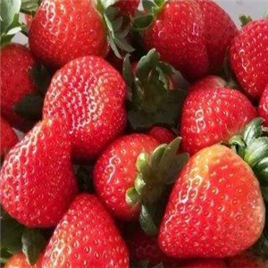 速冻草莓贸易