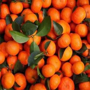 协和果业橘子