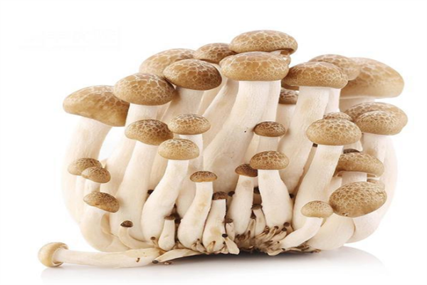 佰川食用菌蘑菇
