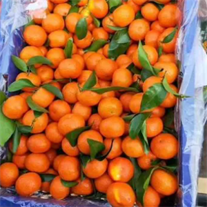 水果直销中心砂糖橘