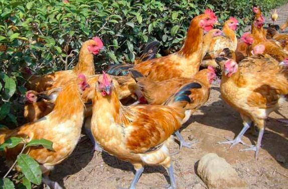 鸡养殖加盟合作回收