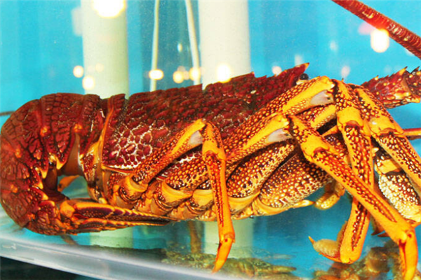 海鲜龙虾餐厅营养