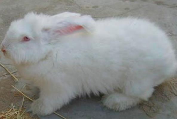 珍珠长毛兔养殖