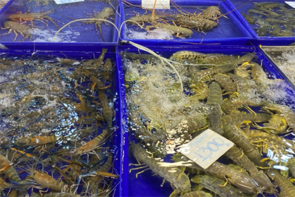 鑫海水产皮皮虾