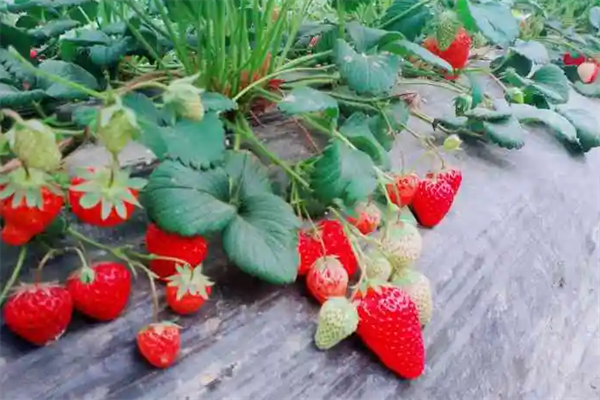 丹东草莓种植
