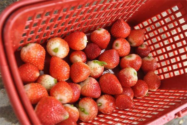 这就是生活草莓